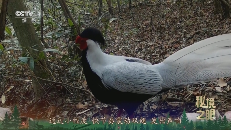 秘境之眼 《秘境之眼》 白鹇 20250927
