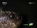 人与自然 《人与自然》 20160209 生命——两栖爬行动物（下）