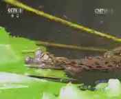 人与自然 《人与自然》 20140904 自然故事：冷血柔情（下）