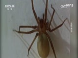 自然传奇 《自然传奇》 20170709 狂野美洲