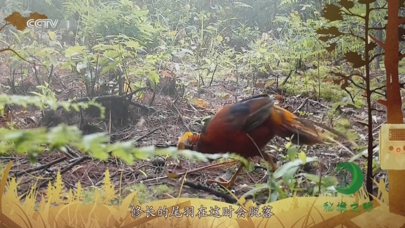 秘境之眼 《秘境之眼》 红腹锦鸡 20230713