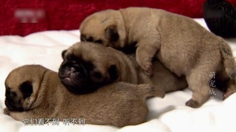 萌宠养成计划 三只小巴哥犬故事