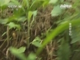 原来如此 《原来如此》 20140930 遭遇眼镜蛇