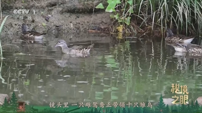 秘境之眼 《秘境之眼》 鸳鸯 20260416
