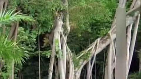 经典传奇 梦想成真的许愿树