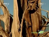 人与自然 《人与自然》 20150924 自然发现：与猛兽同行-陆上猛兽