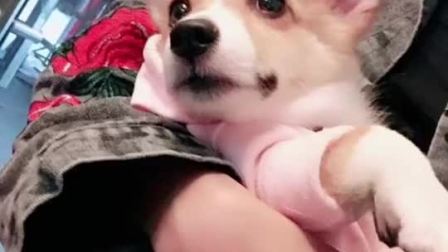 要闻主菜单 索酬摔狗者警局大哭