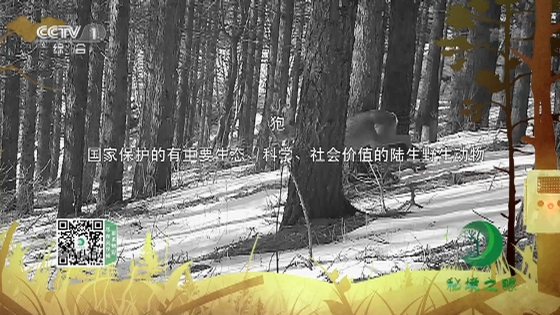 《秘境之眼》 狍 20210611