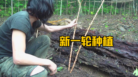 原始丛林人苏门答腊 第二季 热带雨林春季是种植的好时机，种植更多的农作物