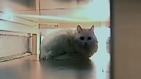经典传奇 “跨界”萌宠怪闻录 小猫也能说话