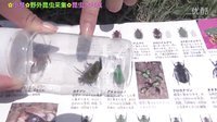 小梦帮倒忙Z 昆虫大作战 野外昆虫采集