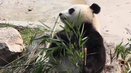 都是夜归人 熊猫来了