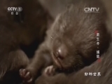 动物世界 《动物世界》 20161006 新生命·捕猎