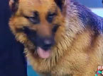 白日梦工厂 可爱警犬的幸福生活