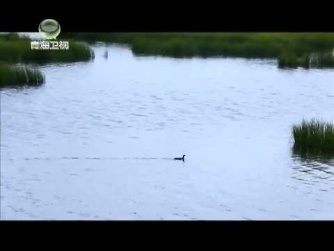 时尚旅游 《时尚旅游》 20140815 川北——日照黄河湾 风颂若尔盖