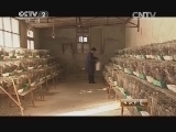生财有道 《生财有道》 20140226 父子接力养鹧鸪