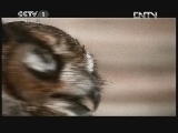 动物世界 《动物世界》 20120603
