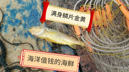 南澳岛赶海日记 彪哥凌晨3点赶海，为的就是捕这海里最金色的海鲜，一定要天黑放网