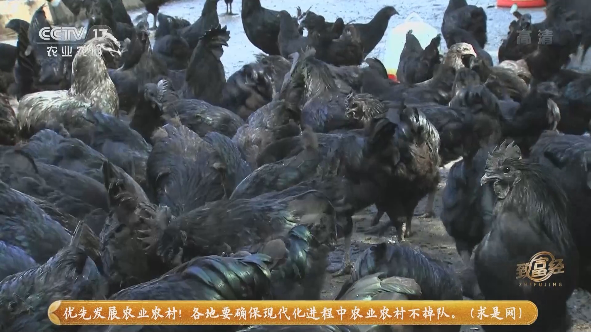 《致富经》 20211021 他靠“黑美人”赚到六份钱