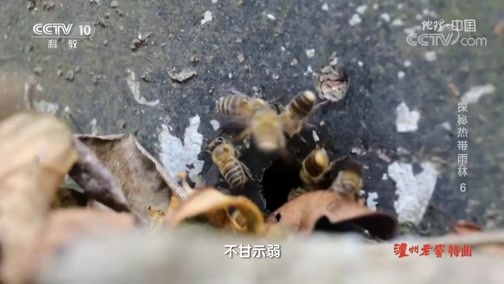 地理中国 《地理·中国》 20191214 探秘热带雨林6