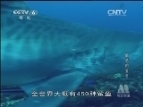 动物世界 《世界纪录电影长廊》 20131211 动物世界：敏感的鲨鱼