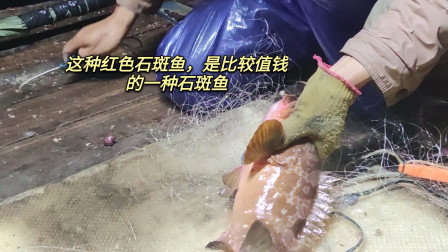 南澳岛赶海日记 彪哥捕获这种红色石斑鱼，是石斑鱼中比较值钱的，这条价值一千元