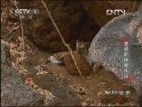 动物世界 《动物世界》 20130227 老虎的秘密生活（一）