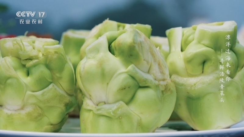 《乡土中国》 20251223 漂洋过海来看你——寻鲜涪陵青菜头