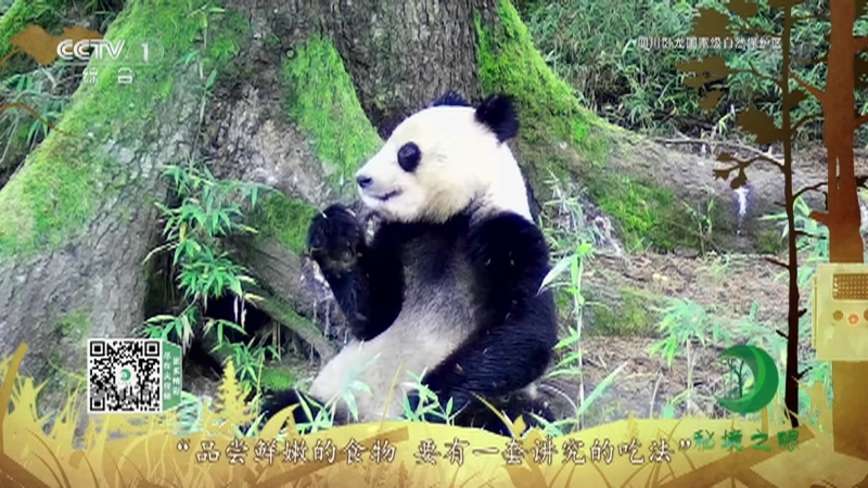 《秘境之眼》 大熊猫 20210212