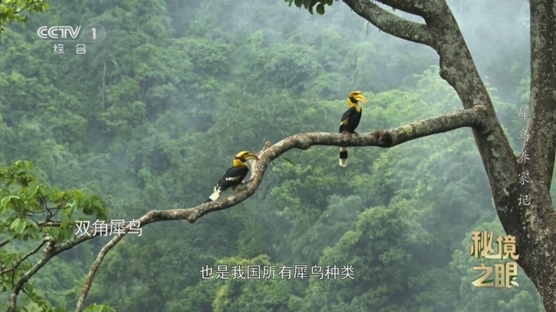 秘境之眼 《秘境之眼》 犀鸟养家记 20250922