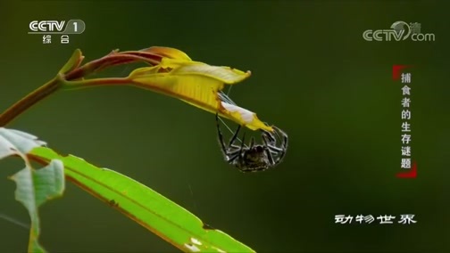 动物世界 《动物世界》 20200408 捕食者的生存谜题