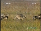 人与自然 《人与自然》 20130109 自然启示 追捕猎物