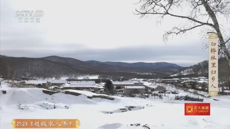 《三农群英汇》 20260114 白桦林里归乡人