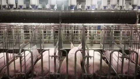 一席演讲 张腾飞：我用AI养猪