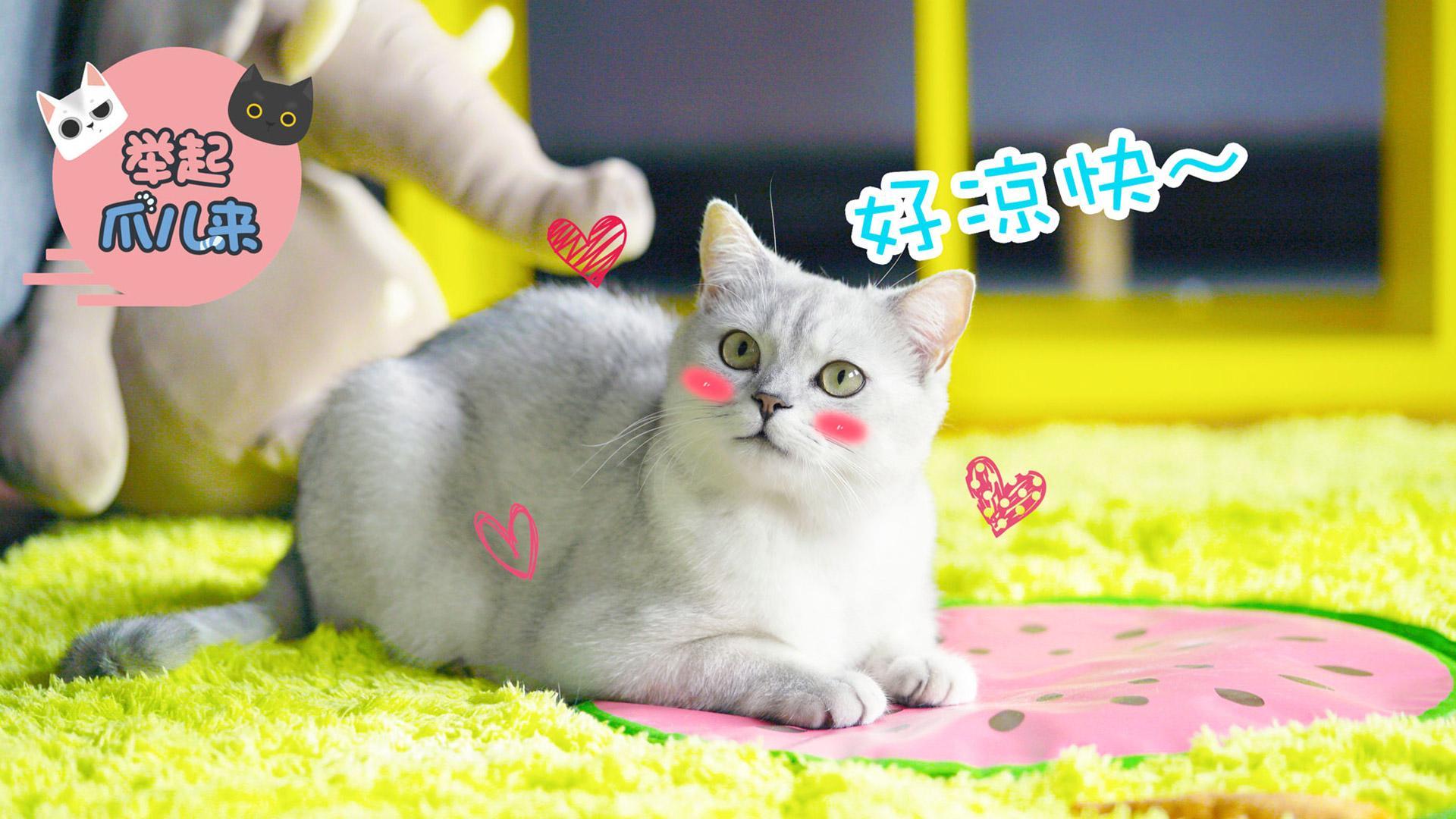 举起爪儿来 夏日猫咪散热法【举起爪儿来】