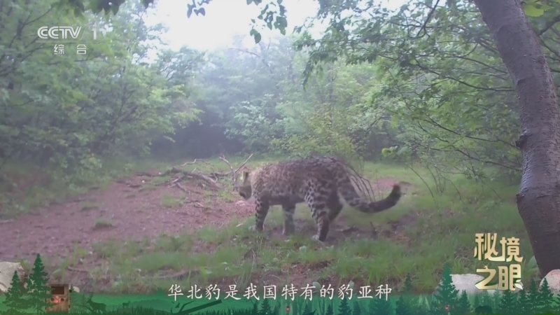 秘境之眼 《秘境之眼》 豹 20260404