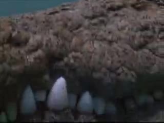 动物世界 《动物世界》：危险的旅程