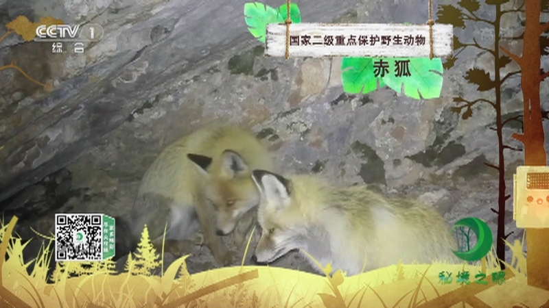 秘境之眼 《秘境之眼》 赤狐 20221109