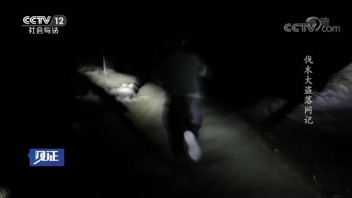 见证 《见证》 20190607 绿剑行动II（三）伐木大盗落网记