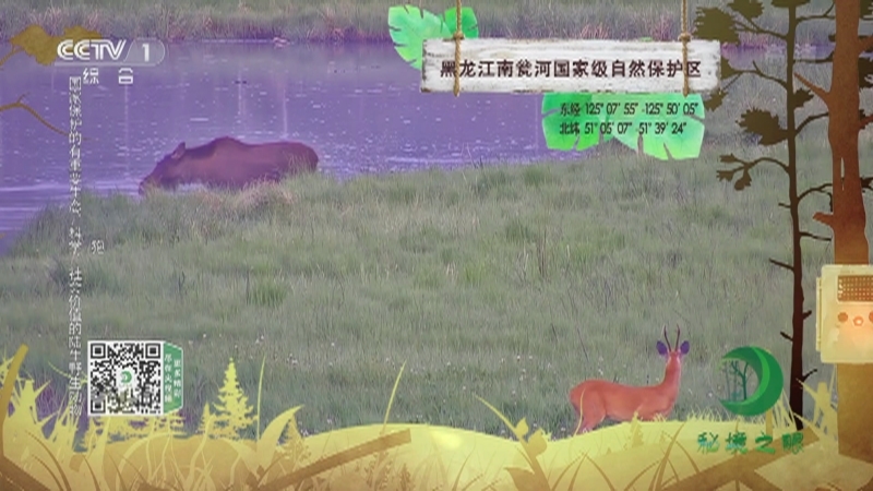 秘境之眼 《秘境之眼》 狼/雪豹/朱鹮/大鲵/紫貂/松鸦/驼鹿/狍 20221006