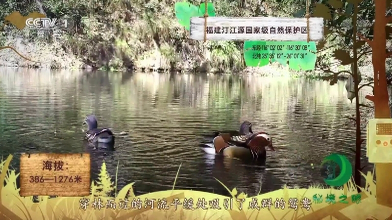 《秘境之眼》 鸳鸯 20210506