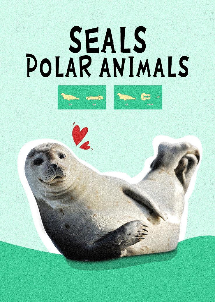Seals：Polar Animals