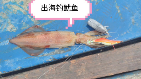 南澳岛赶海日记 彪哥出海钓鱿鱼，南澳岛的手钓鱿鱼工具简单容易钓，而且现在鱿鱼价格也高