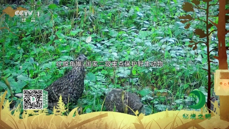《秘境之眼》 红腹角雉 20210406