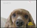 新闻袋袋裤 新闻袋袋裤 2009年 第290期