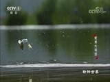 动物世界 《动物世界》 20180215 蛇类大观园