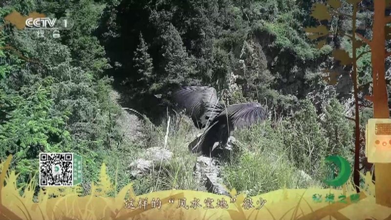 秘境之眼 《秘境之眼》 高山兀鹫 20220724