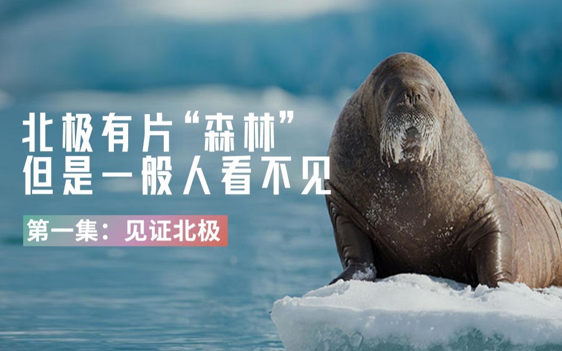 北极有片“森林”，但是一般人看不见