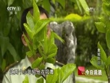 今日说法 《今日说法》 20170620 危险旅途