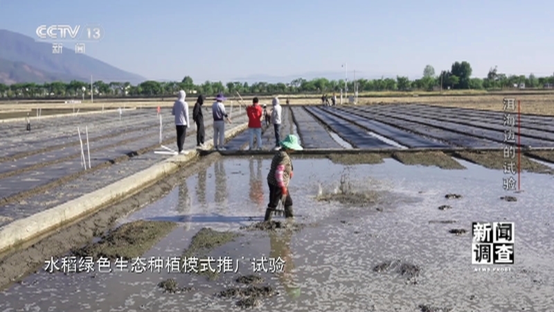 新闻调查 《新闻调查》 20230715 洱海边的试验